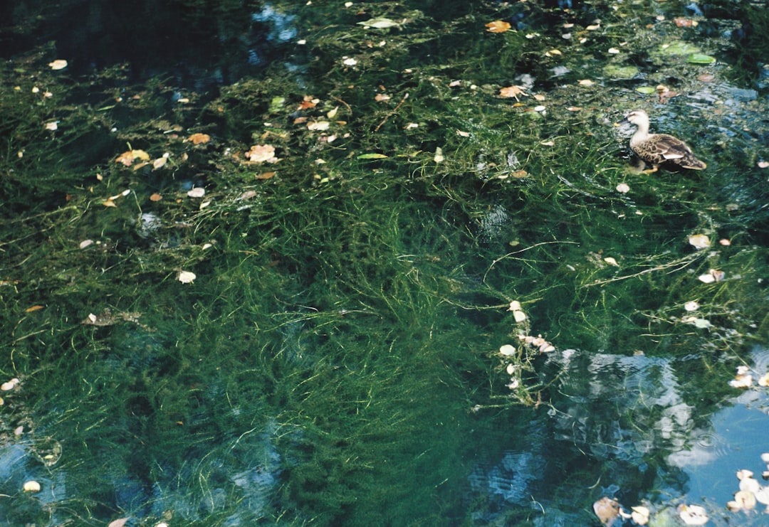 Transforme Seu Bem-Estar com Banhos e Ervas: O Guia...