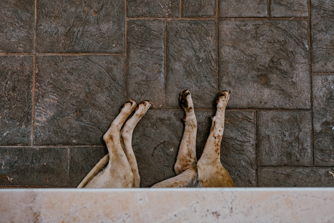 Banhos e Ervas: Desperte sua Energia Interior com Práticas...